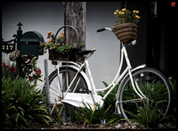 pedals & petals