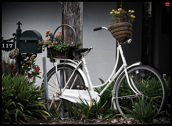 pedals & petals
