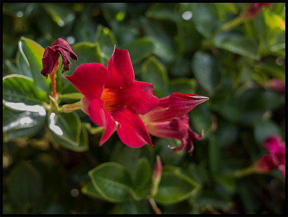 bloom