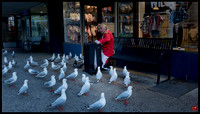 pied piper