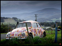 out to pasture