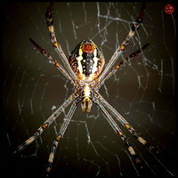 argiope