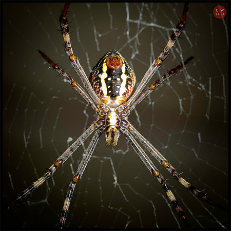 argiope