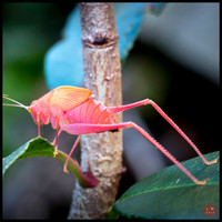 erythrism