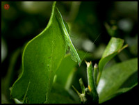 camoflage