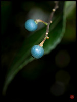 syzygium
