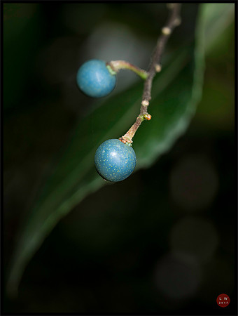 syzygium