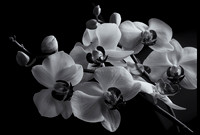 phaleanopsis