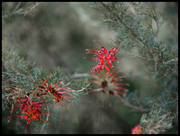SIMPLY RED  |  2015
