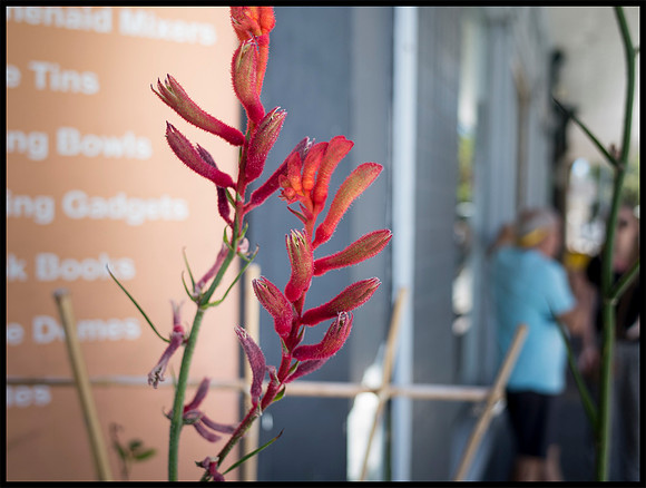 kangaroo paws