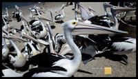 pelecanus 348|365